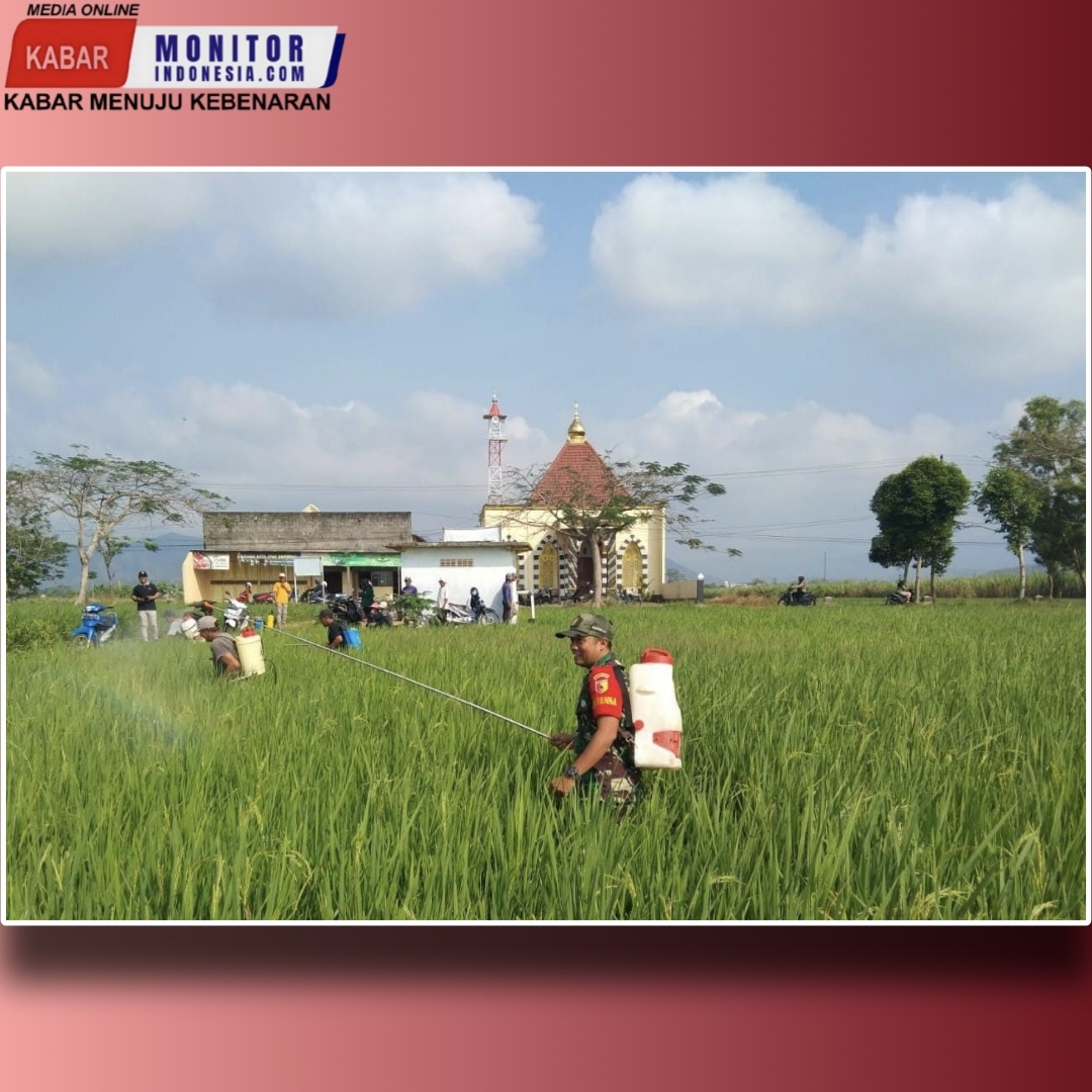 Cegah Gagal Panen, Koptu Harris Bersama Petani Semprot Hama Padi